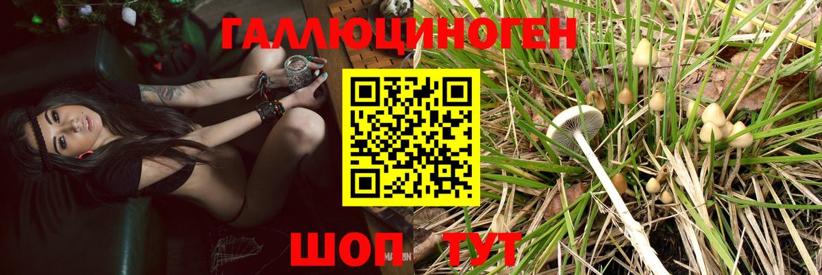 хочу наркоту  Вход с VPN  Галлюциногенные грибы прущие грибы  Йошкар-Ола  Псилоцибиновые грибы Psilocybe 